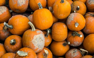 A Taste of Harvest