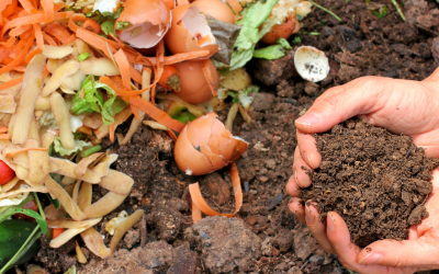 Composting for Beginners